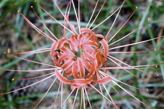 Lycoris radiata