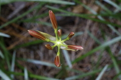 Lycoris radiata