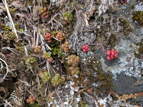 Cascade Stonecrop foliage