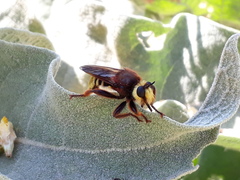 Laphria aurea