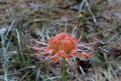 Lycoris radiata