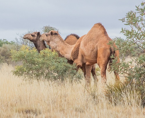 Dromedary Camel
