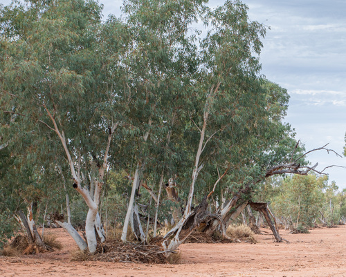 River Red Gum