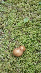 Inocybe albodisca