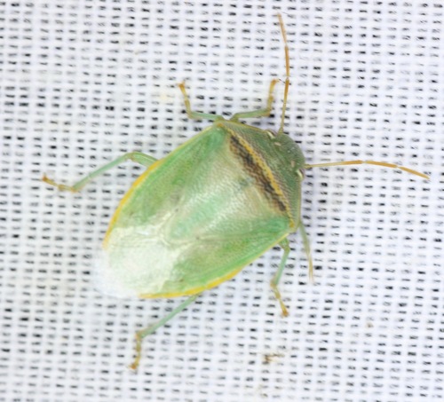 Red-banded Stink Bug photo 2
