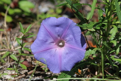 Ipomoea indica