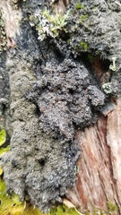 Fuscopannaria leucosticta