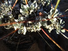 Eriogonum tenellum