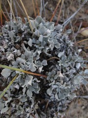 Eriogonum tenellum
