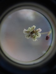 Eriogonum tenellum