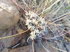 Eriogonum tenellum