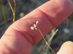 Eriogonum tenellum
