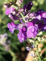 Linaria purpurea