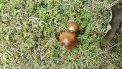 Inocybe albodisca