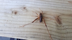 Ceuthophilus brevipes