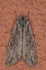 Cucullia basipuncta