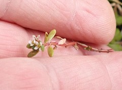 Crassula thunbergiana