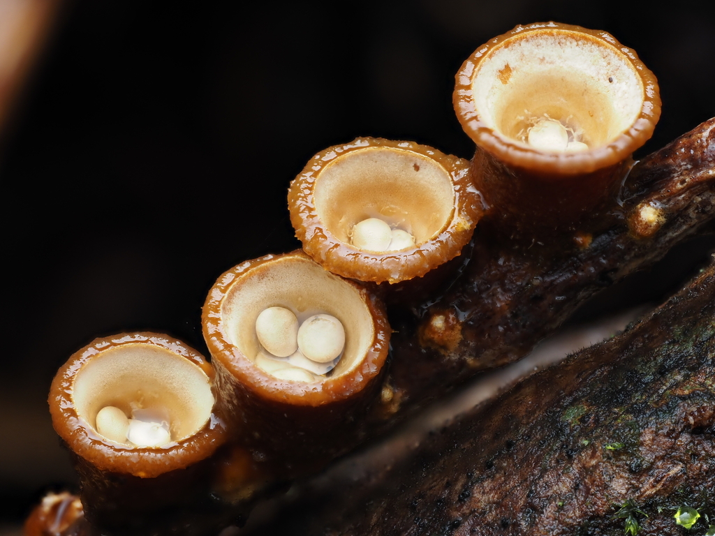 Crucibulum simile · May 2025 · photo: © emily_r (iNaturalist, cc-by)