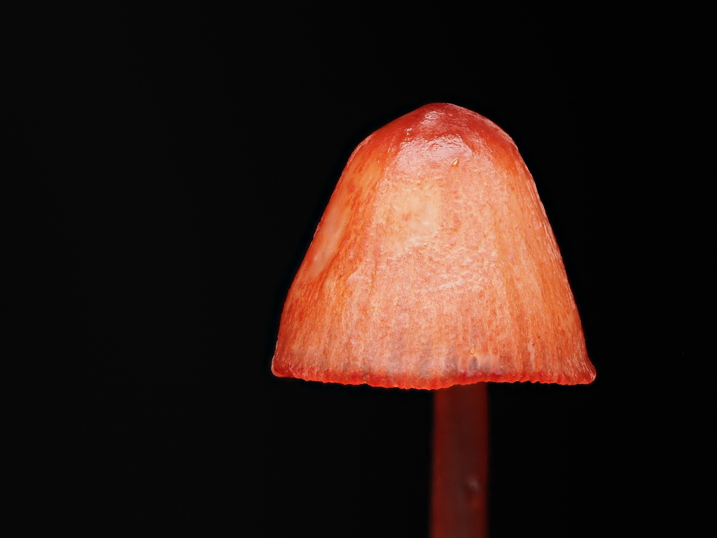 Mycena ura · May 2025 · photo: © emily_r (iNaturalist, cc-by)