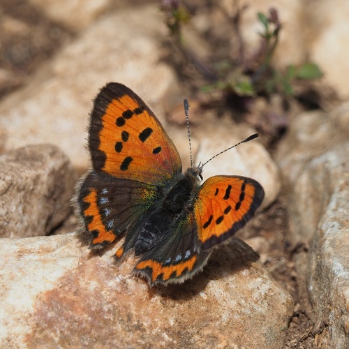 ohniváčik čiernokrídly (Lycaena phlaeas)