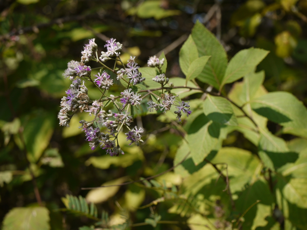 Centrapalinae