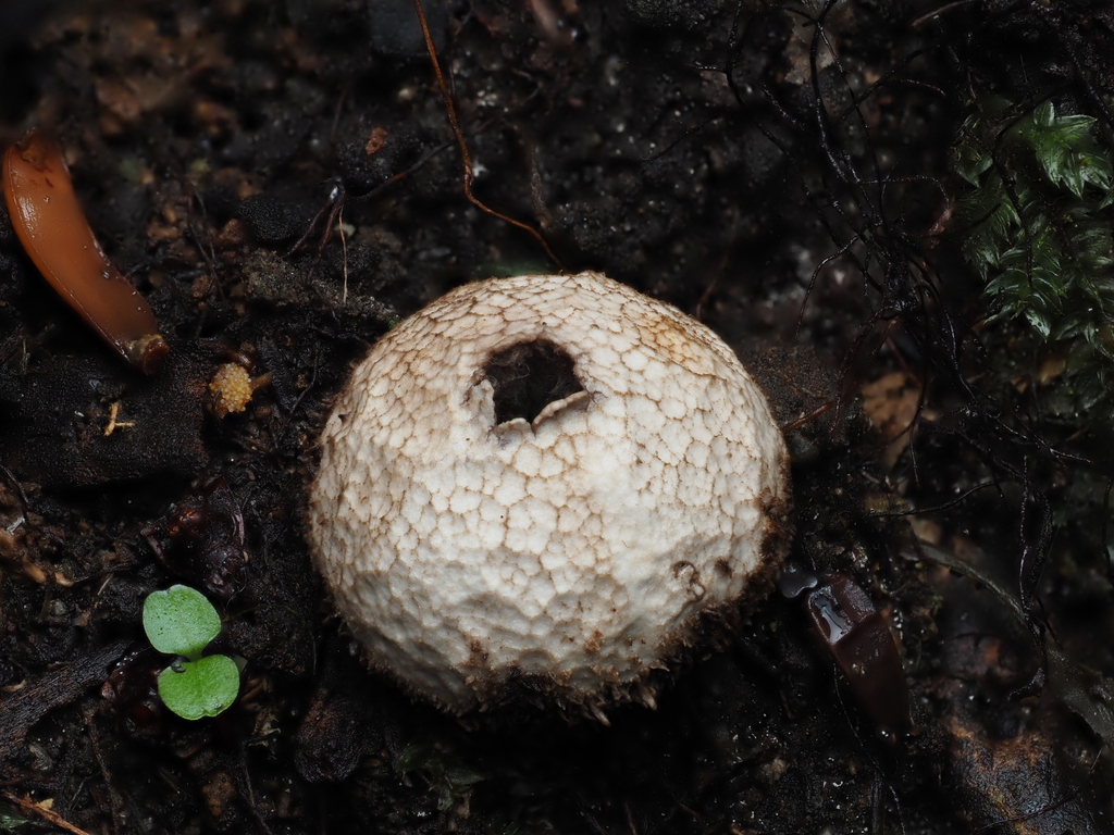 Lycoperdon compactum · May 2025 · photo: © emily_r (iNaturalist, cc-by)