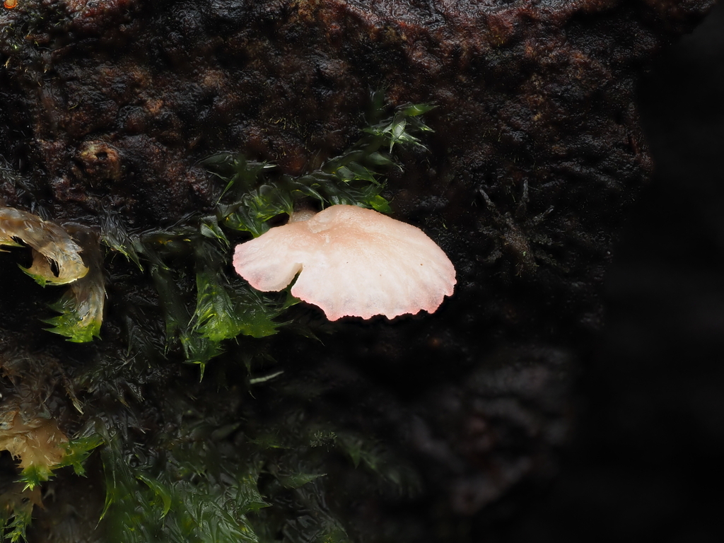 Mycena roseoflava · May 2025 · photo: © emily_r (iNaturalist, cc-by)