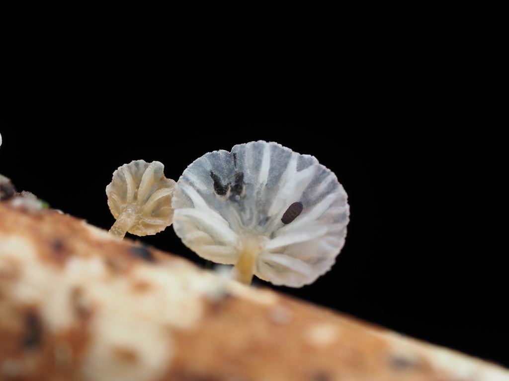 Mycena roseoflava · May 2025 · photo: © emily_r (iNaturalist, cc-by)