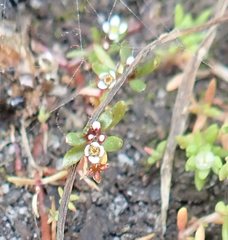 Crassula thunbergiana