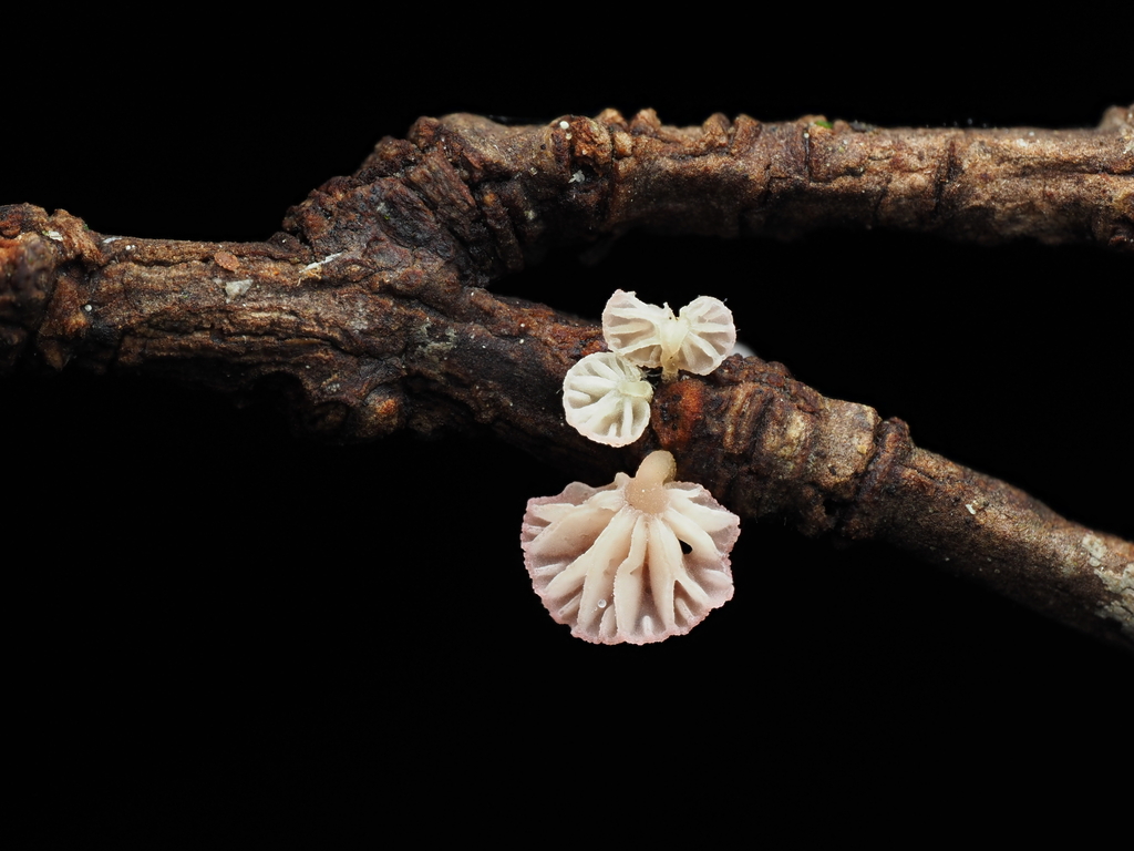 Mycena roseoflava · May 2025 · photo: © emily_r (iNaturalist, cc-by)