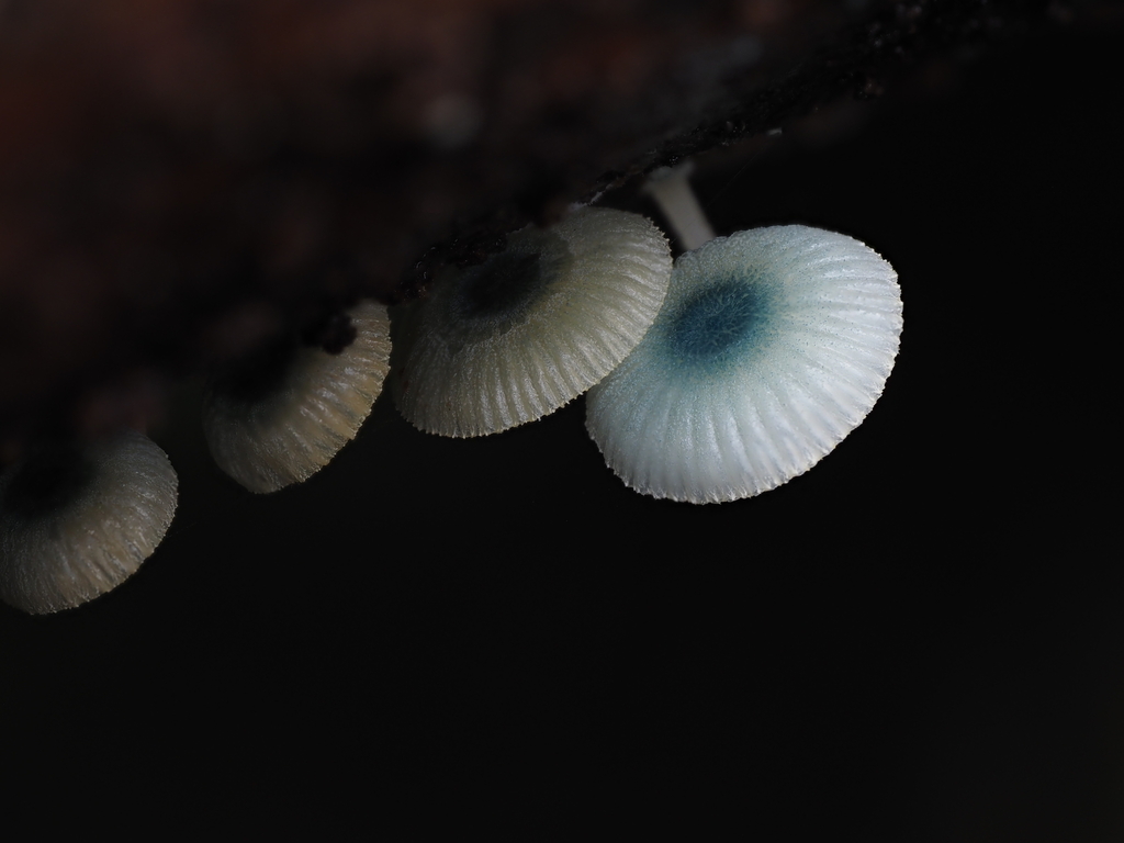 Mycena interrupta · May 2025 · photo: © emily_r (iNaturalist, cc-by)