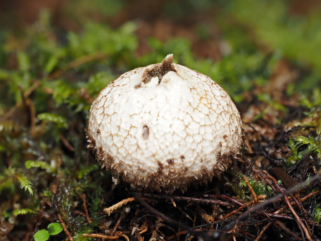 Lycoperdon compactum · May 2025 · photo: © emily_r (iNaturalist, cc-by)