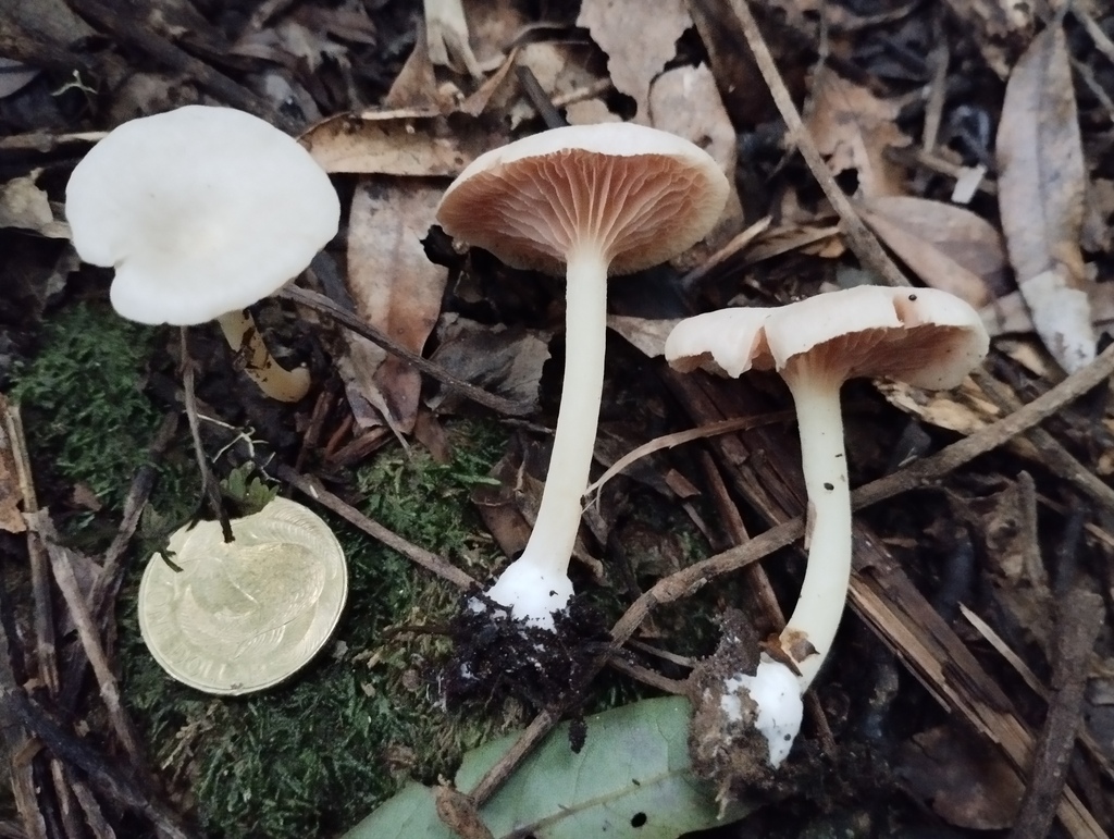 Entoloma peralbidum · May 2025 · photo: © geoffr (iNaturalist, cc0)