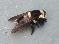 Mallophora bomboides