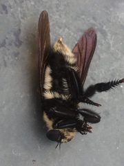 Mallophora bomboides