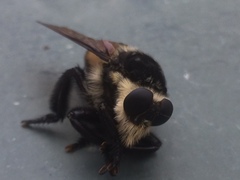 Mallophora bomboides