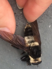 Mallophora bomboides