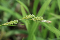 Carex hirtifolia