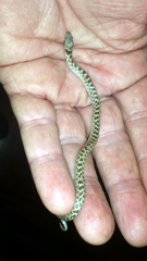 Hypsiglena ochrorhynchus klauberi