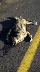 Canis lupus pallipes