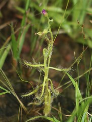 Drosera indica