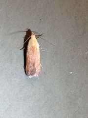 Anacampsis fullonella