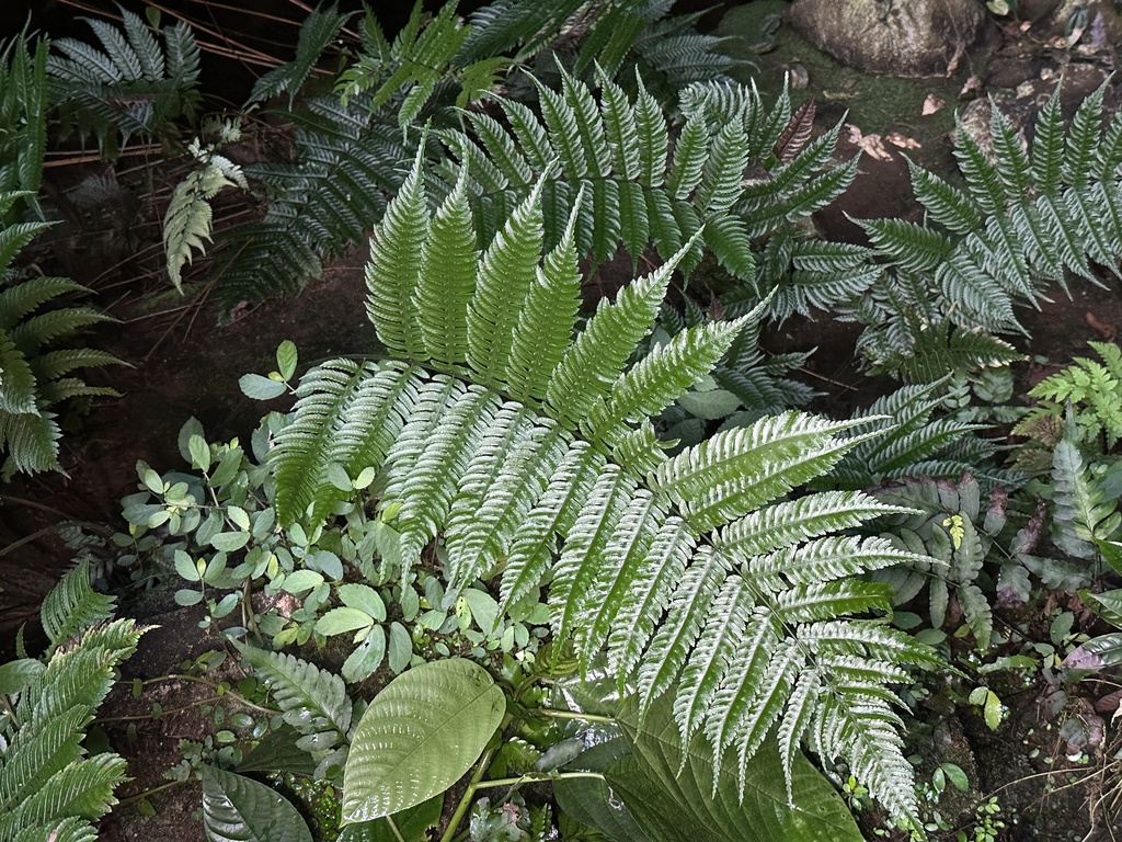 Pteridrys microthecia