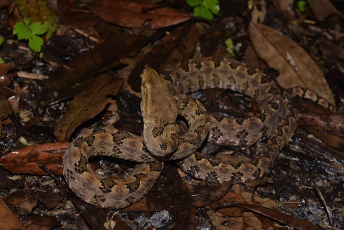 Brown spotted pitviper
