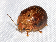 Paropsis variolosa