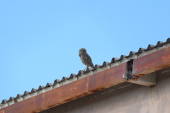 Athene cunicularia