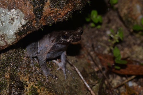 Huaping Horned Toad