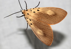 Asota iodamia