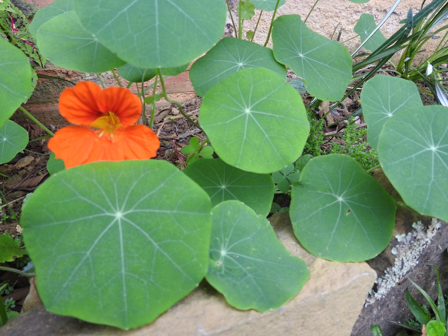 Tropaeolum majus