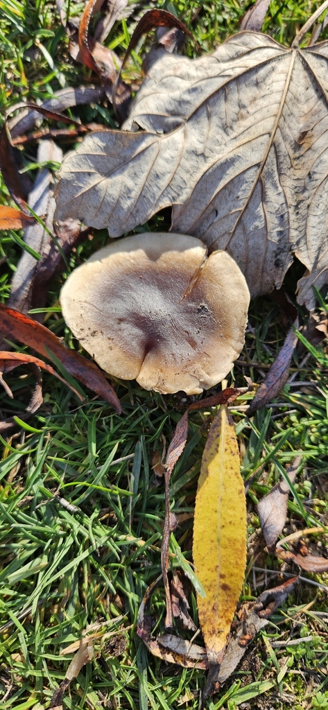 Russula amoenolens · May 2025 · photo: © shane212 (iNaturalist, cc0)